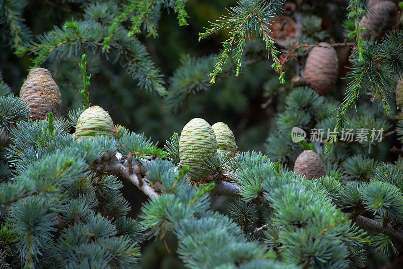 枝具松果的阿特拉斯雪松(Cedrus atlantica)，选择性集中。